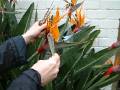 Strelitzia Trim 